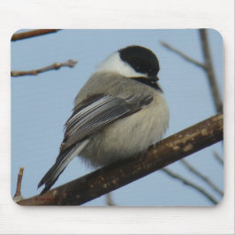 Svart Capped Chickadee B21 Musmatta