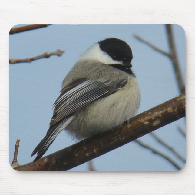 Svart Capped Chickadee B21 Musmatta (Framsidan)