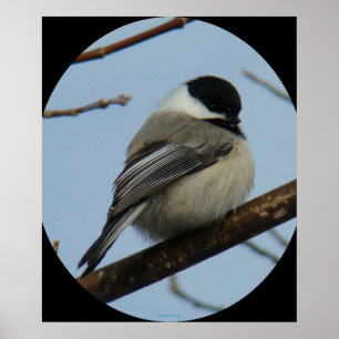 Svart Capped Chickadee B43 Poster