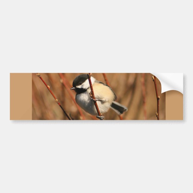 Svart Capped Chickadee Bildekal (Framsidan)