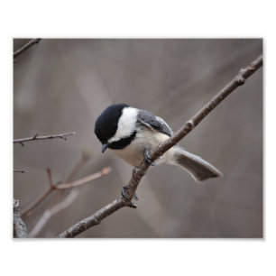 Svart Capped Chickadee Fototryck