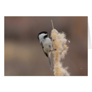 Svart-capped Chickadee Hälsningskort