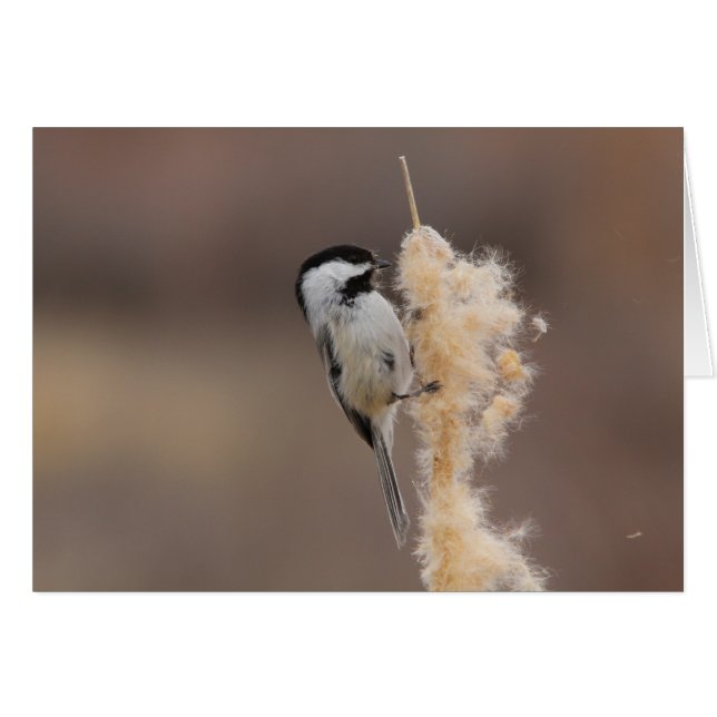 Svart-capped Chickadee Hälsningskort (Framsidan Horizontal)