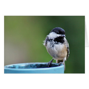 Svart-capped chickadee hälsningskort