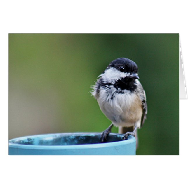 Svart-capped chickadee hälsningskort (Framsidan Horizontal)