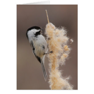 Svart-capped Chickadee Hälsningskort