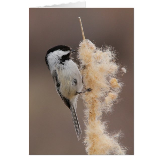 Svart-capped Chickadee Hälsningskort (Framsidan)