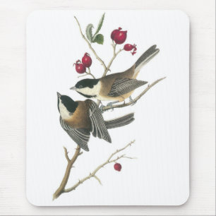 Svart-capped Chickadee, John Audubon Musmatta