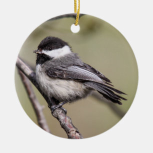 Svart-capped Chickadee Julgransprydnad Keramik