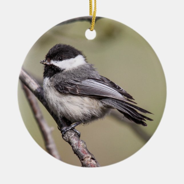 Svart-capped Chickadee Julgransprydnad Keramik (Framsidan)