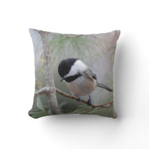 Svart-capped chickadee