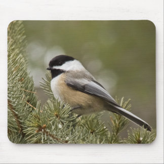 Svart-capped Chickadee Mousepad Musmatta