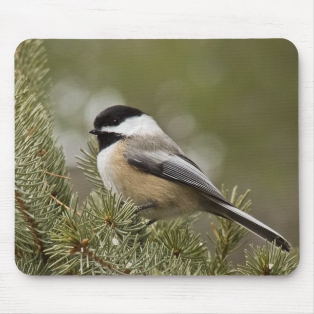Svart-capped Chickadee Mousepad Musmatta (Framsidan)