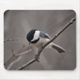 Svart Capped Chickadee Musmatta