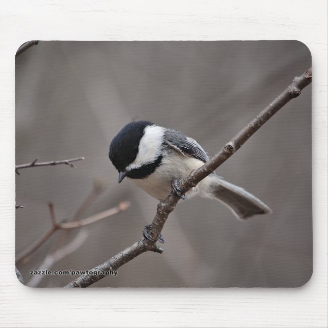 Svart Capped Chickadee Musmatta (Framsidan)