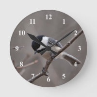 Svart Capped Chickadee