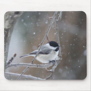Svart-capped Chickadee - Songbird Musmatta