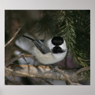 Svart Capped Chickadeetryck Poster