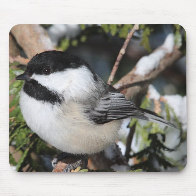 Svart-capped Cickadee Musmatta (Framsidan)