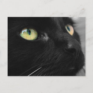 Svart Cat Grönt Ögon-vykort Vykort