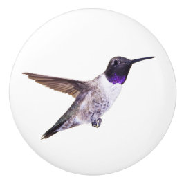 Svart-chinnedHummingbirdknopp Knopp