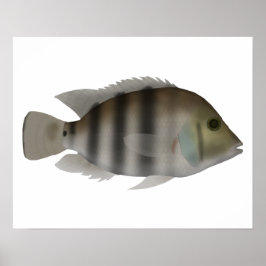 Svart cichlid poster