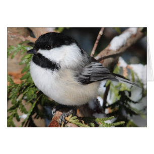 Svart cickadee hälsningskort