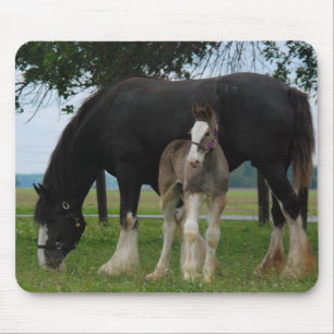 Svart Clydesdale och ungsto Musmatta