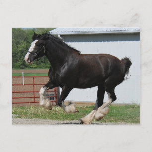 Svart Clydesdale Vykort
