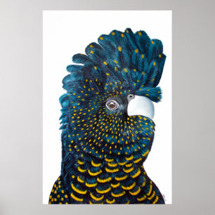 Svart Cockatoo-målning Poster