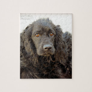 Svart cockerspanielSpaniel "Harley ", Pussel