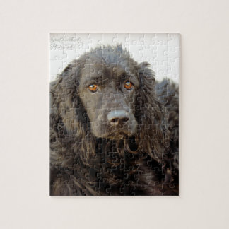 Svart cockerspanielSpaniel "Harley ", Pussel