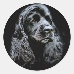 Svart cockerspanielSpaniel Runt Klistermärke