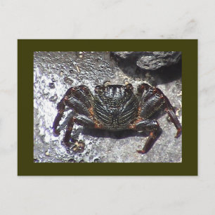 Svart Crab-vykort Vykort