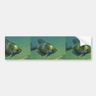 Svart crappie bildekal