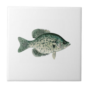 Svart Crappie Kakelplatta