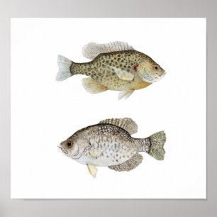 Svart Crappie & Redear klumpfisk Poster