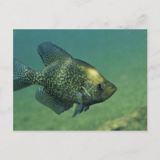Svart crappie vykort