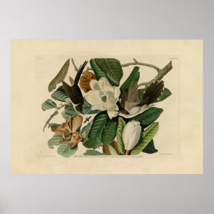 Svart Cuckoo - Audubon's Birds of America Poster