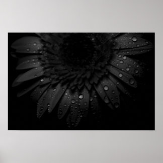 Svart Daisy Poster