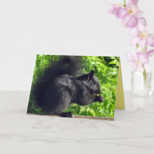 Svart ekorre i Cute Baby som äter utsäde Kort