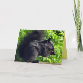 Svart ekorre i Cute Baby som äter utsäde Kort
