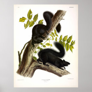 Svart ekorre, Östra Grått-ekorre från Audubon Poster
