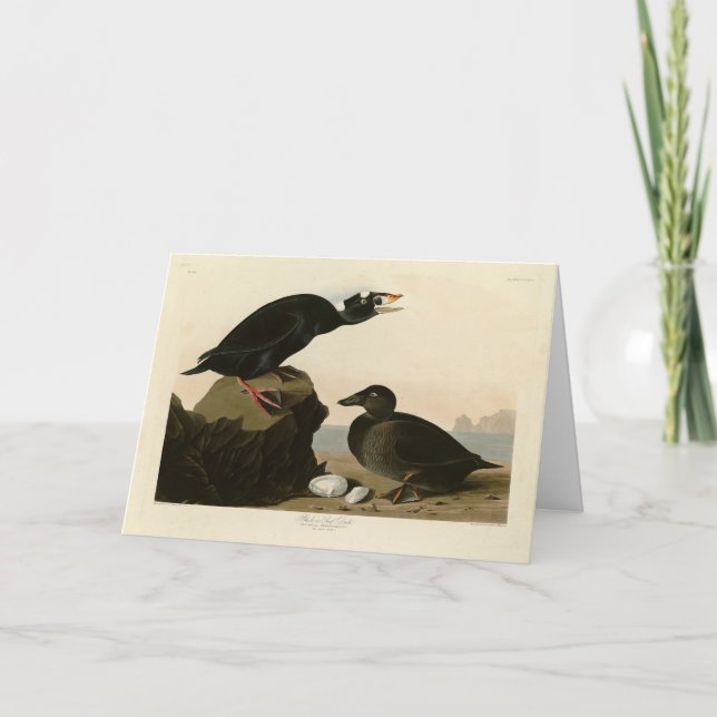 Svart eller Surfa Anka från Audubon's Birds of Ame Kort (Framsida)