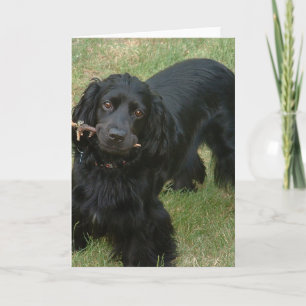 Svart engelsk spaniel fullt 2 kort