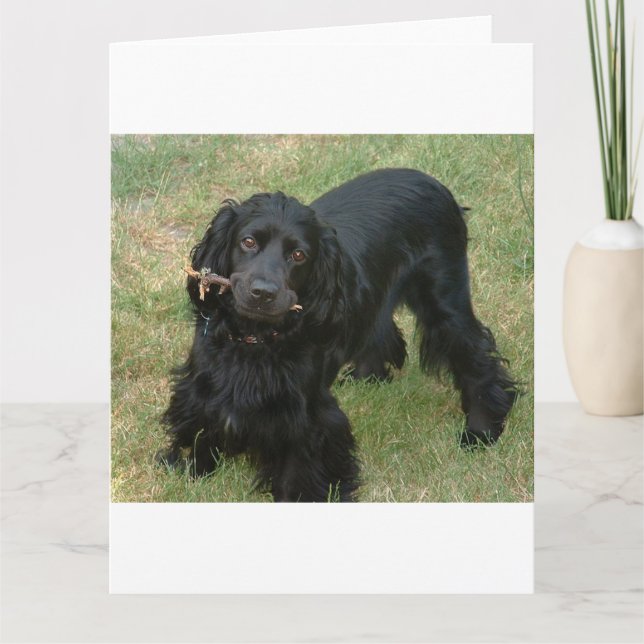 Svart engelsk spaniel fullt 2 kort (Framsida)