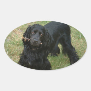Svart engelsk spaniel fullt 2 ovalt klistermärke