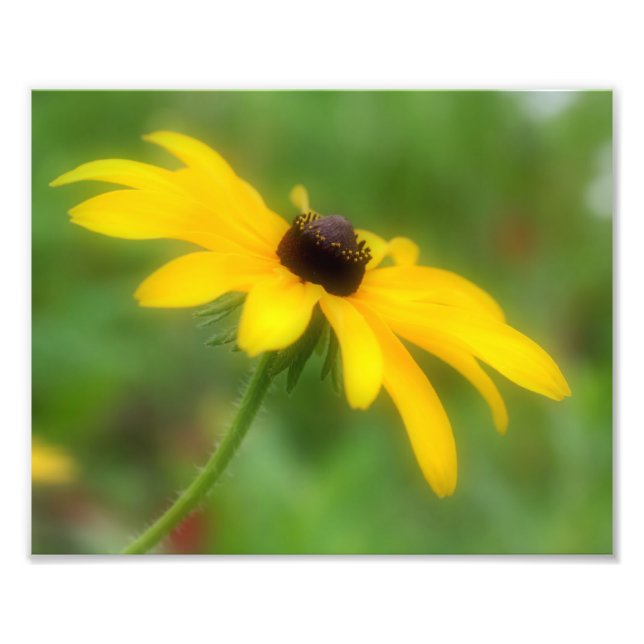 Svart Eyed Susan Daisy Flower 8x10 Fototryck (Framsidan)