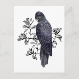 Svart fågel Australian native Black Cockatoo Vykort