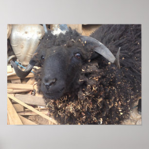 Svart får Poster